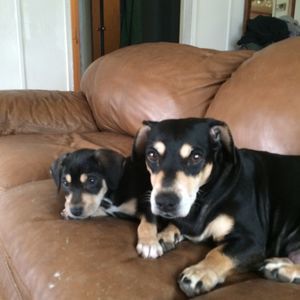 Meet your Posher, David